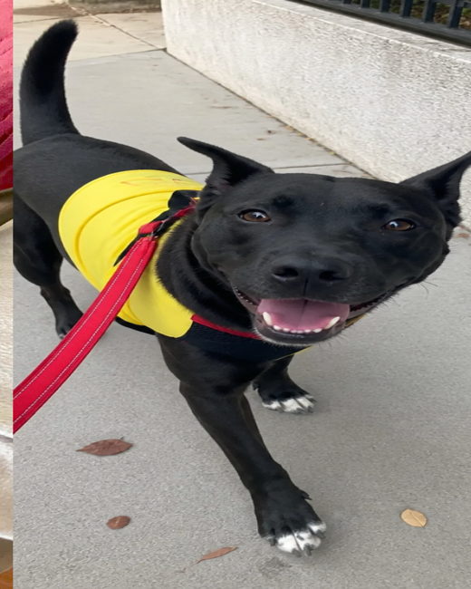 Dog after 90 days of QuietPaw