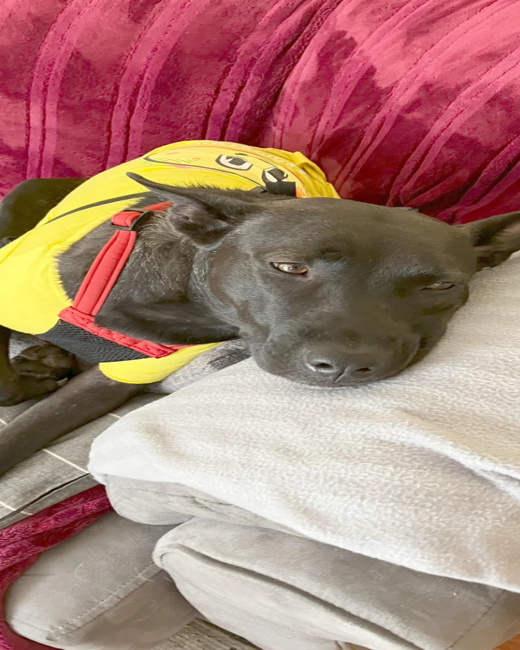 Dog before QuietPaw