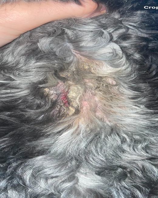 Dog before QuietPaw