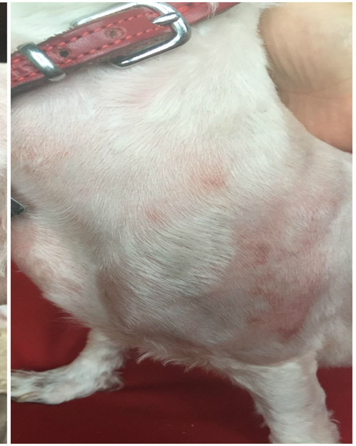Dog after 90 days of QuietPaw