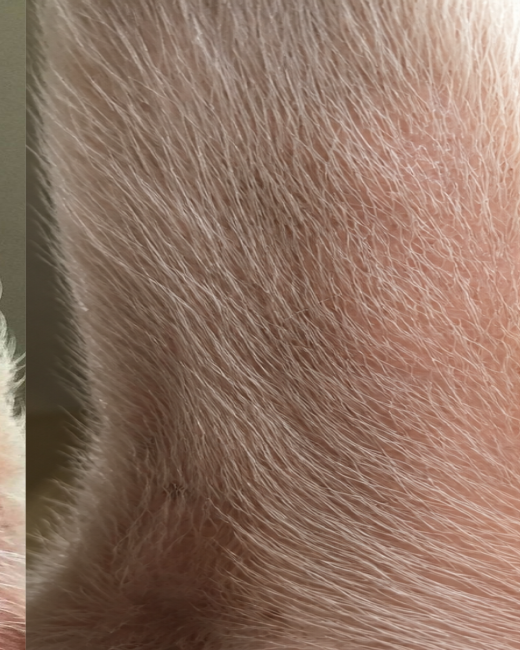 Dog skin after 90 days of QuietPaw