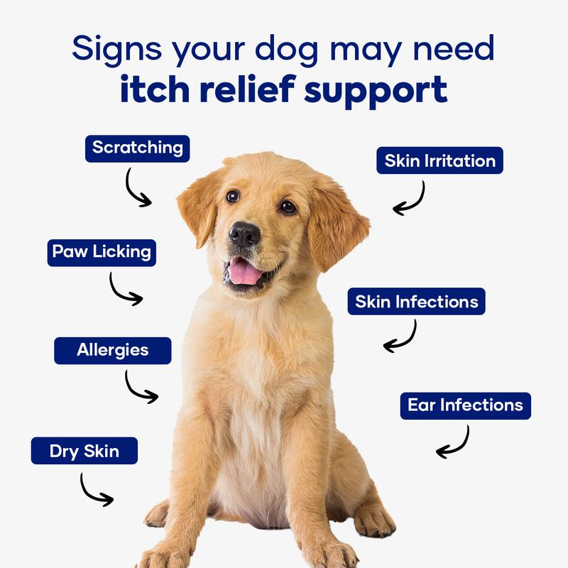 Signs your dog may need itch relief support